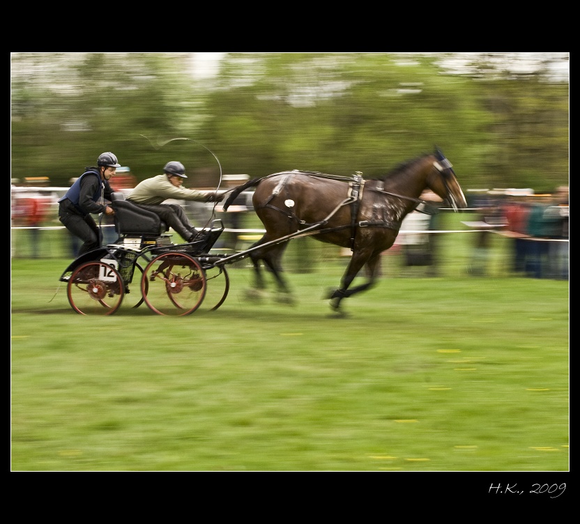 Kladruby 12