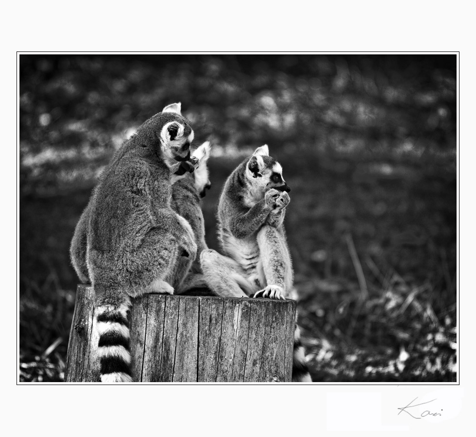 zoo3.jpg