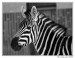 Zebra stepní (E. burchellii) 1
