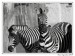 Zebra stepní (E. burchellii) 2